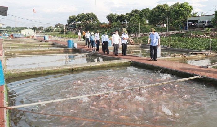 Bảo đảm an toàn cho các hộ nuôi cá lồng trên sông
